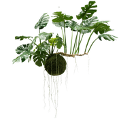 Große Hängepflanzen