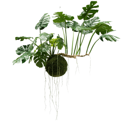 Große Hängepflanzen