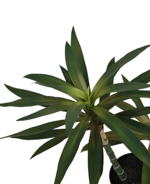 Künstliche Pflanze Yucca gigantea 53 cm