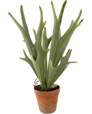 Künstliche Pflanze Farn Staghorn 43 cm