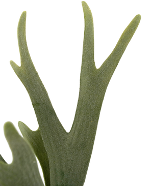 Künstliche Pflanze Farn Staghorn 43 cm