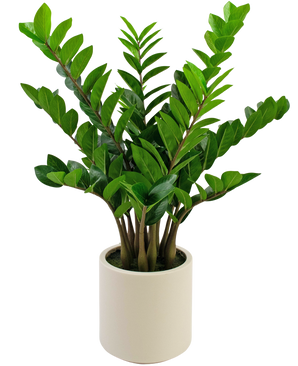 Künstliche Pflanze Zamioculcas fertig in beige Topf 80 cm