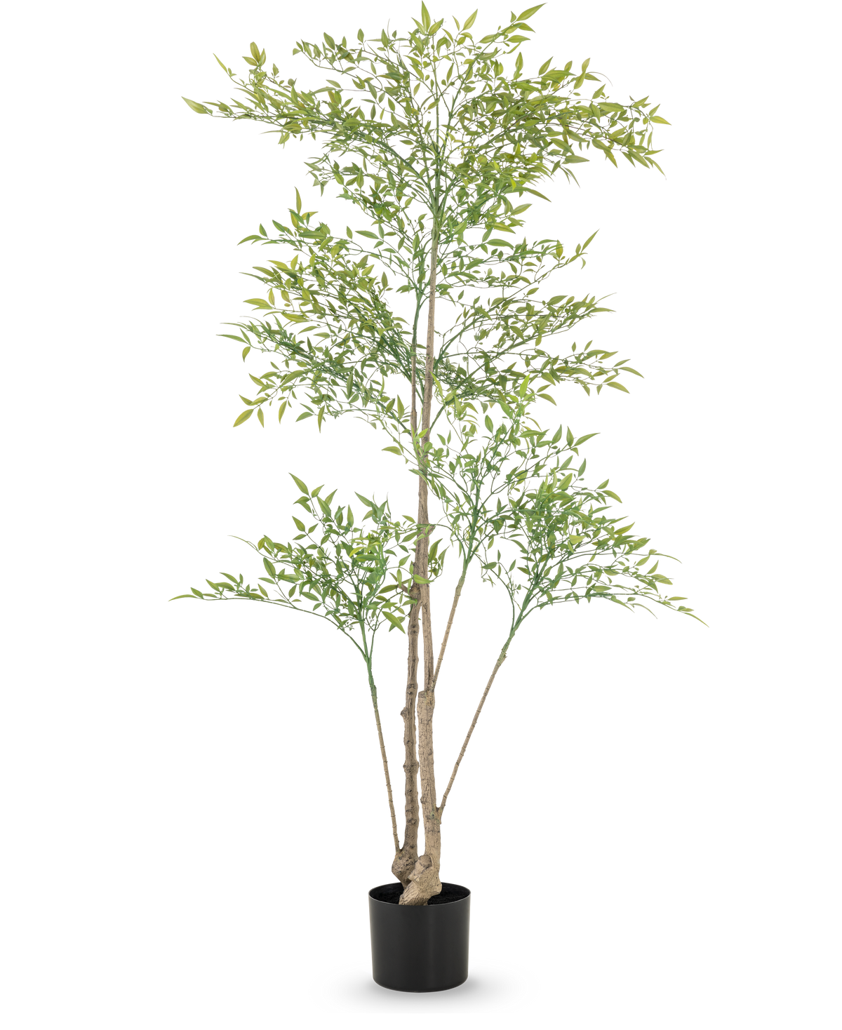 Der künstliche Ruscus 150 cm hat lange, dünne Zweige und hellgrüne Blätter in einem schwarzen Topf vor weißem Hintergrund – ideal als dekorative Inneneinrichtung für jeden Raum.