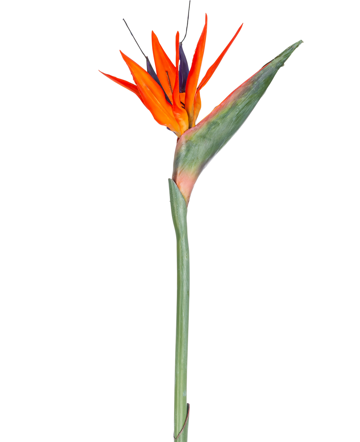 Die Kunstblume Strelitzia 86 cm rot/lila hat leuchtend rote und violette Blütenblätter an einem langen grünen Stiel und präsentiert sich als einzelne, wartungsfreie Kunstblume isoliert vor einem weißen Hintergrund.