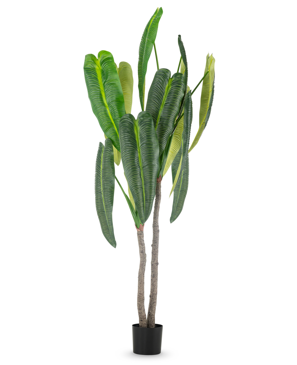 Die Kunstpflanze Anthurium 210 cm hat hohe, sattgrüne Blätter und zwei braune Stängel in einem kleinen schwarzen Topf vor einem schlichten weißen Hintergrund.