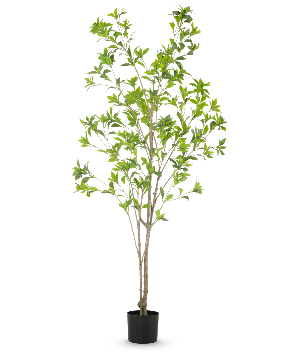 Die Kunstpflanze Pieris Japonica 180 cm ist ein hoher Kunstbaum in einem Topf mit mehreren schlanken braunen Stämmen und üppig grünen Blättern vor einem schlichten weißen Hintergrund.