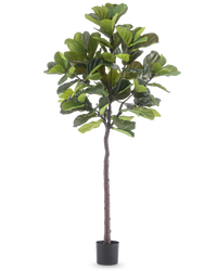 Kunstpflanze Ficus Tobacco Plant Deluxe 215 cm