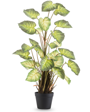 De Kunstplant Alocasia Odora 90 cm heeft grote, groene, hartvormige bladeren en meerdere stelen in een eenvoudige zwarte pot, tegen een effen witte achtergrond.