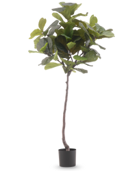 Ficus-Tabak-Pflanze Deluxe 180 cm