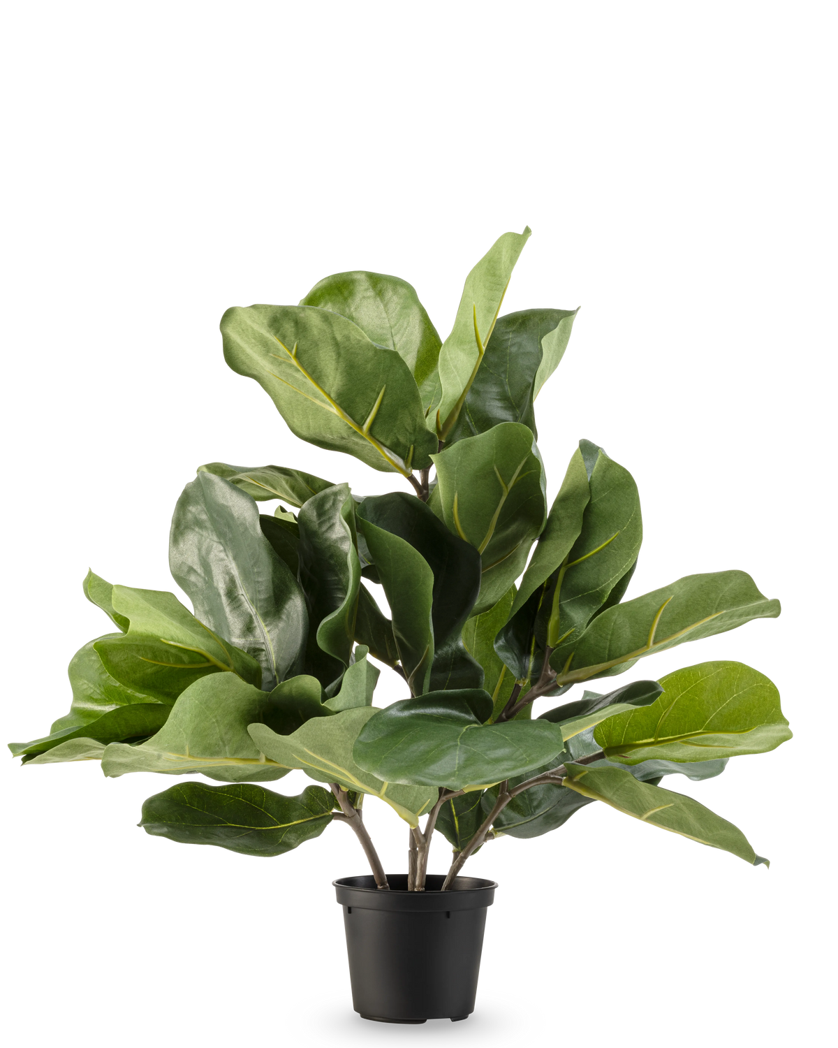 Die künstliche Tabakpflanze Fiddle Leaf UV 45 cm hat große, glänzend grüne Blätter und dicke Stiele in einem schwarzen Kunststofftopf vor einem schlichten weißen Hintergrund.