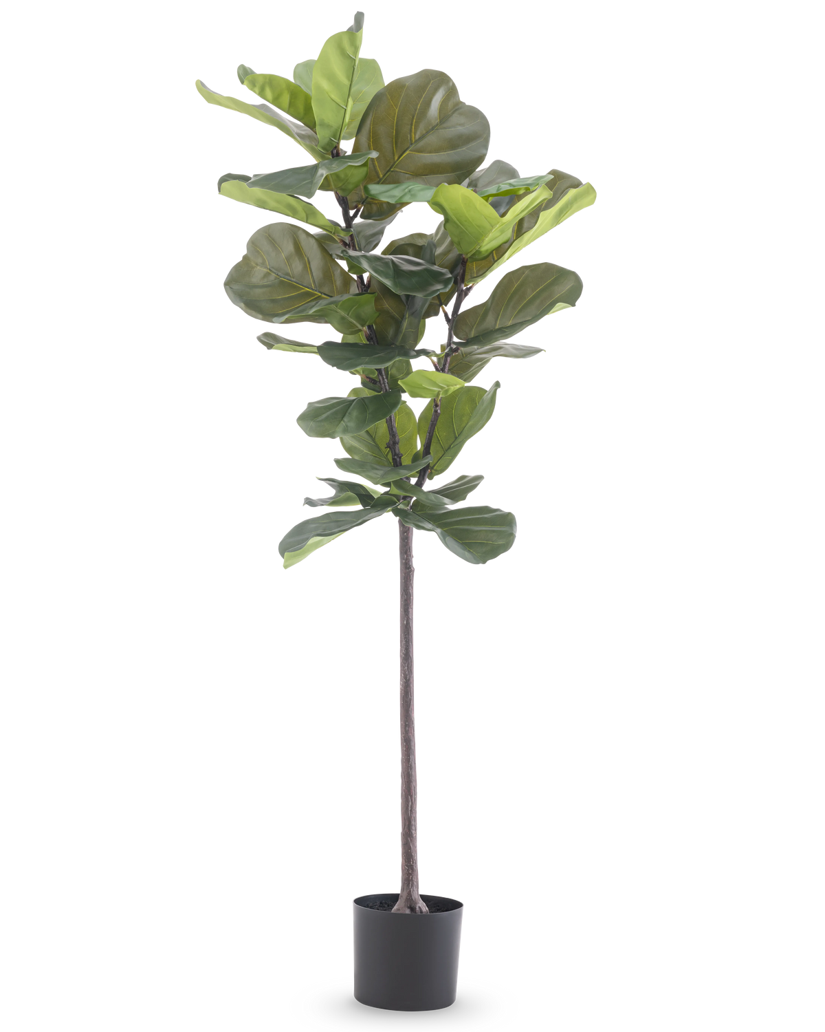Die Kunstpflanze Ficus Tabakpflanze Deluxe 155 cm hat breite grüne Blätter und wird in einem schwarzen Topf geliefert, dargestellt vor einem schlichten weißen Hintergrund.