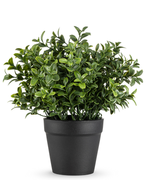 De Kunstplant Murraya 21 cm is een kleine, weelderig groene potplant met dichte, glanzende bladeren in een eenvoudige zwarte pot, afgebeeld tegen een effen witte achtergrond.
