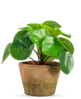 De Pilea in pot mini 15 cm UV heeft ronde, glanzend groene bladeren in een verweerde bruine terracotta pot, tegen een effen witte achtergrond.