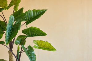 Die Kunstpflanze Calocasia 210 cm hat große grüne Blätter mit sichtbaren Adern an dunklen Stielen, die vor einer schlichten beigen Wand stehen und für einen schlichten, natürlichen Look im Innenbereich sorgen.
