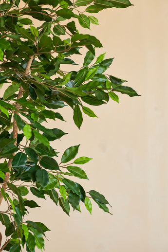 Een close-up van de Kunstplant Ficus Groen 180 cm met slanke takken in een sierpot, tegen een effen beige achtergrond.