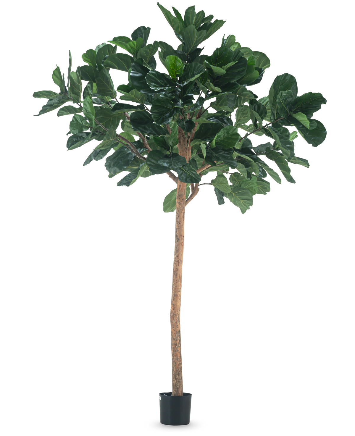 Die künstliche Baum-Tabakpflanze 260 cm ist eine hohe Kunstpflanze mit sattgrünen Blättern und einem schlanken braunen Stamm, in einem kompakten schwarzen Topf und vor einem schlichten weißen Hintergrund.