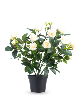 De Kunstplant Patio-roos 35 cm crème heeft meerdere stelen, groene bladeren en crèmekleurige bloesems in een pot, tegen een effen witte achtergrond.