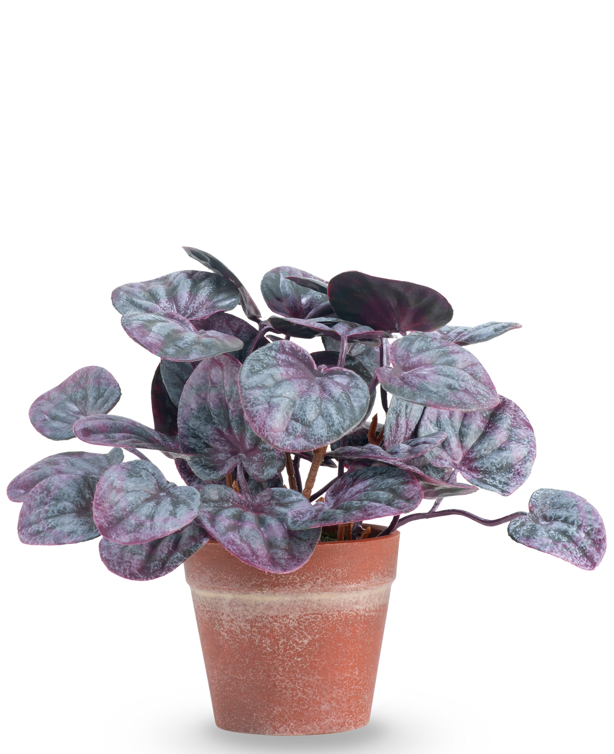 Die Kunstpflanze Rugose Leaf 16 cm grau ist eine Kunstpflanze mit runden, bunten Blättern in Lila- und Grüntönen in einem Terrakottatopf vor einem schlichten weißen Hintergrund.
