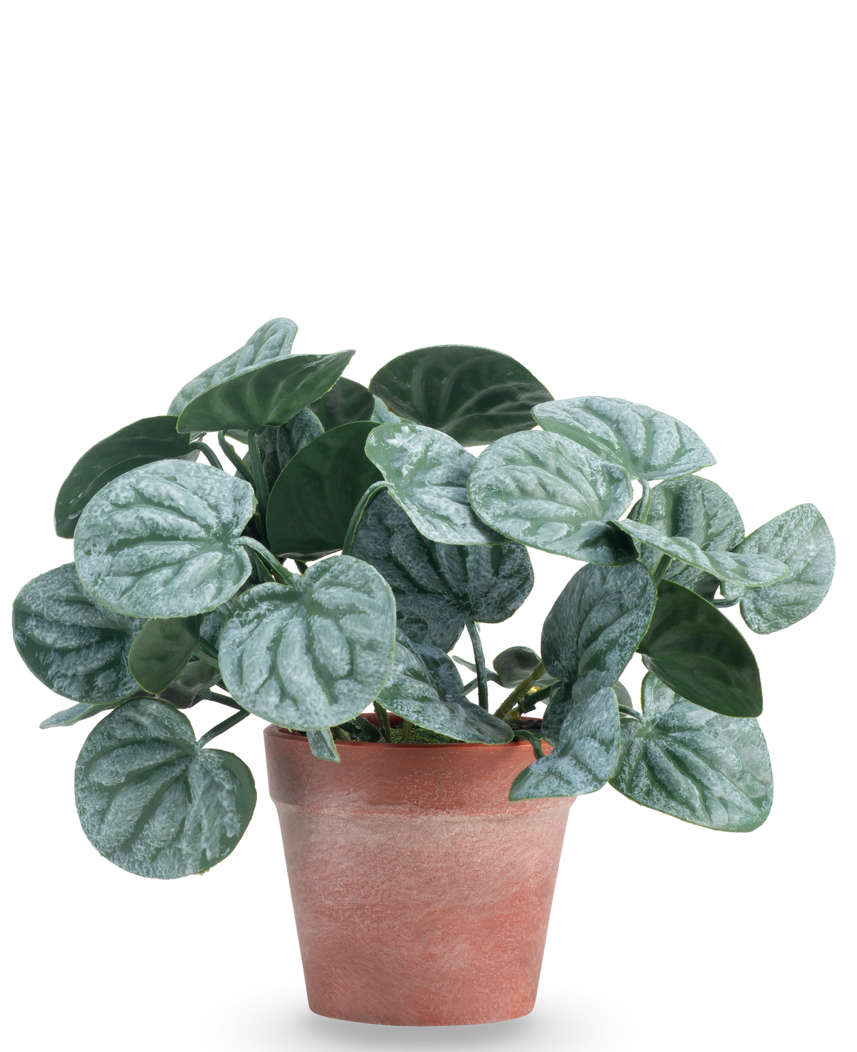 Die Kunstpflanze Rugose leaf 16 cm grün ist eine Kunstpflanze mit runden, grünen Blättern und hellsilbrigen Adern, präsentiert in einem rotbraunen Tontopf vor einem schlichten weißen Hintergrund.