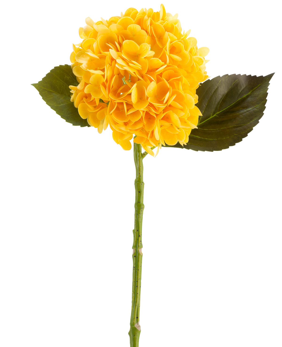 Die Kunstblume Charlotte Hortensia Real Touch in Gelb, 55 cm, ist eine einzelne künstliche Hortensienblume mit grünen Blättern und einem langen Stiel vor einem weißen Hintergrund.