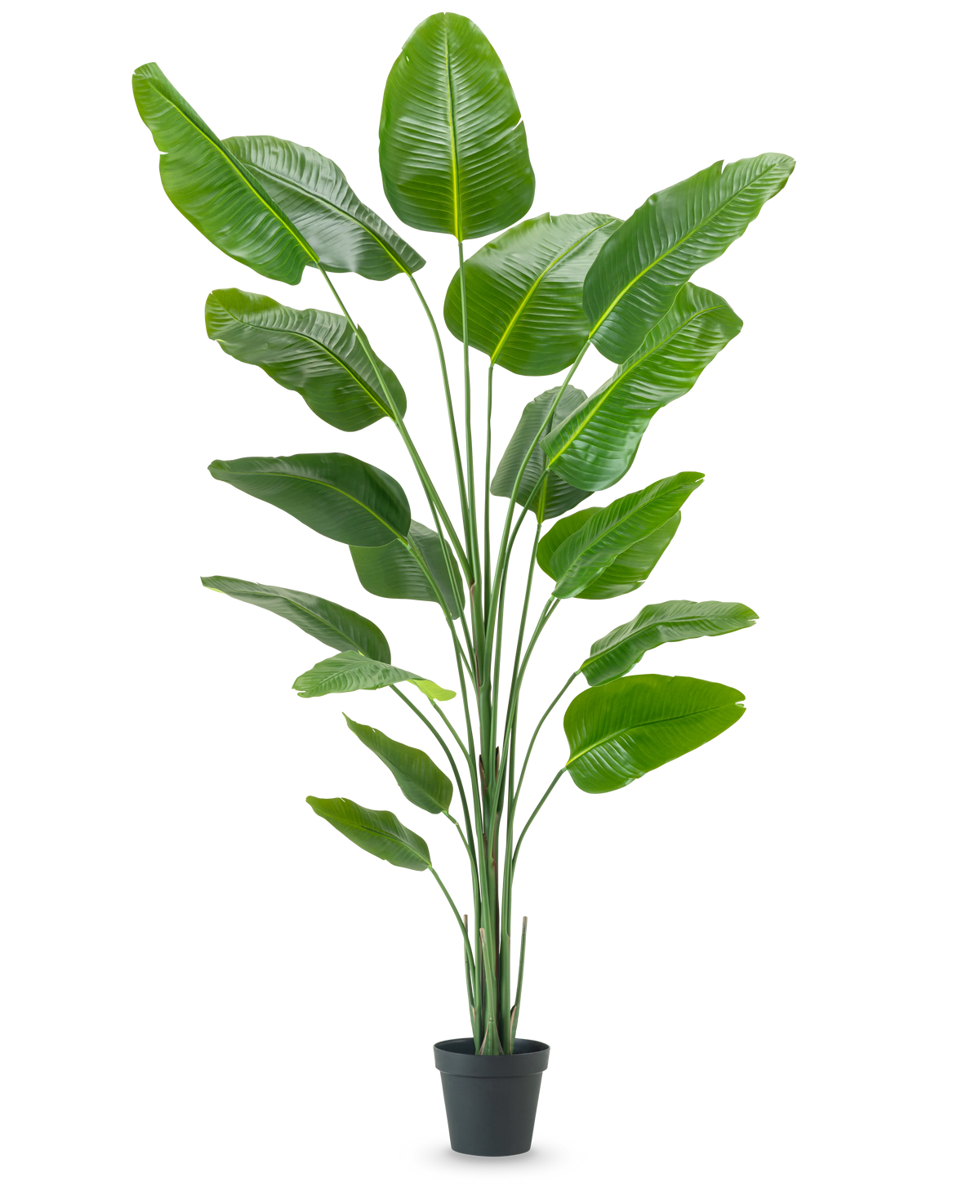 Die Kunstpflanze Strelitzia 240 cm Real Touch hat große, glänzend grüne Blätter in einem schwarzen Topf vor einem schlichten weißen Hintergrund.