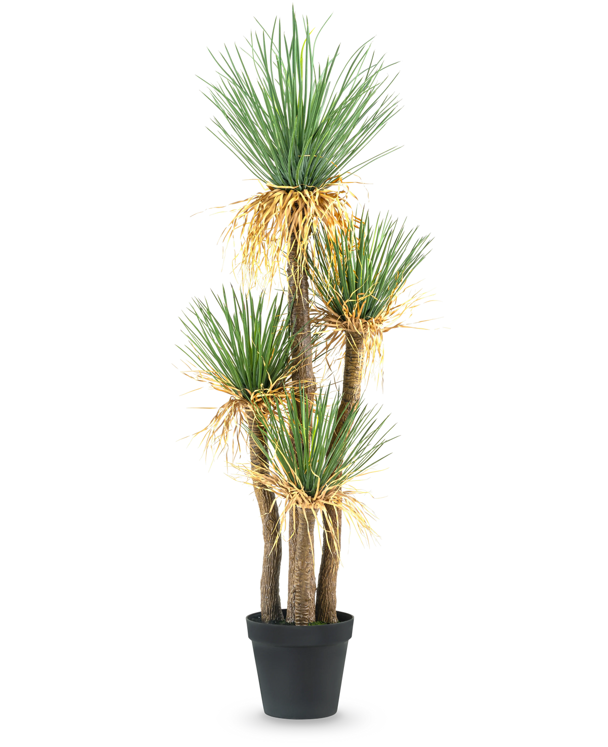 Die Kunstpflanze Yucca Deluxe 182 cm ist eine hohe künstliche Yucca mit mehreren holzigen Stielen und Büscheln aus langen, spitzen grünen Blättern und etwas Gelbfärbung an der Basis, perfekt als Dekoration für jeden Raum.
