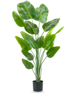 De Kunstplant Strelitzia 180 cm real touch is een hoge, groene kunstplant met lange stelen en grote, glanzende bladeren die lijken op een paradijsvogel, tegen een effen witte achtergrond.