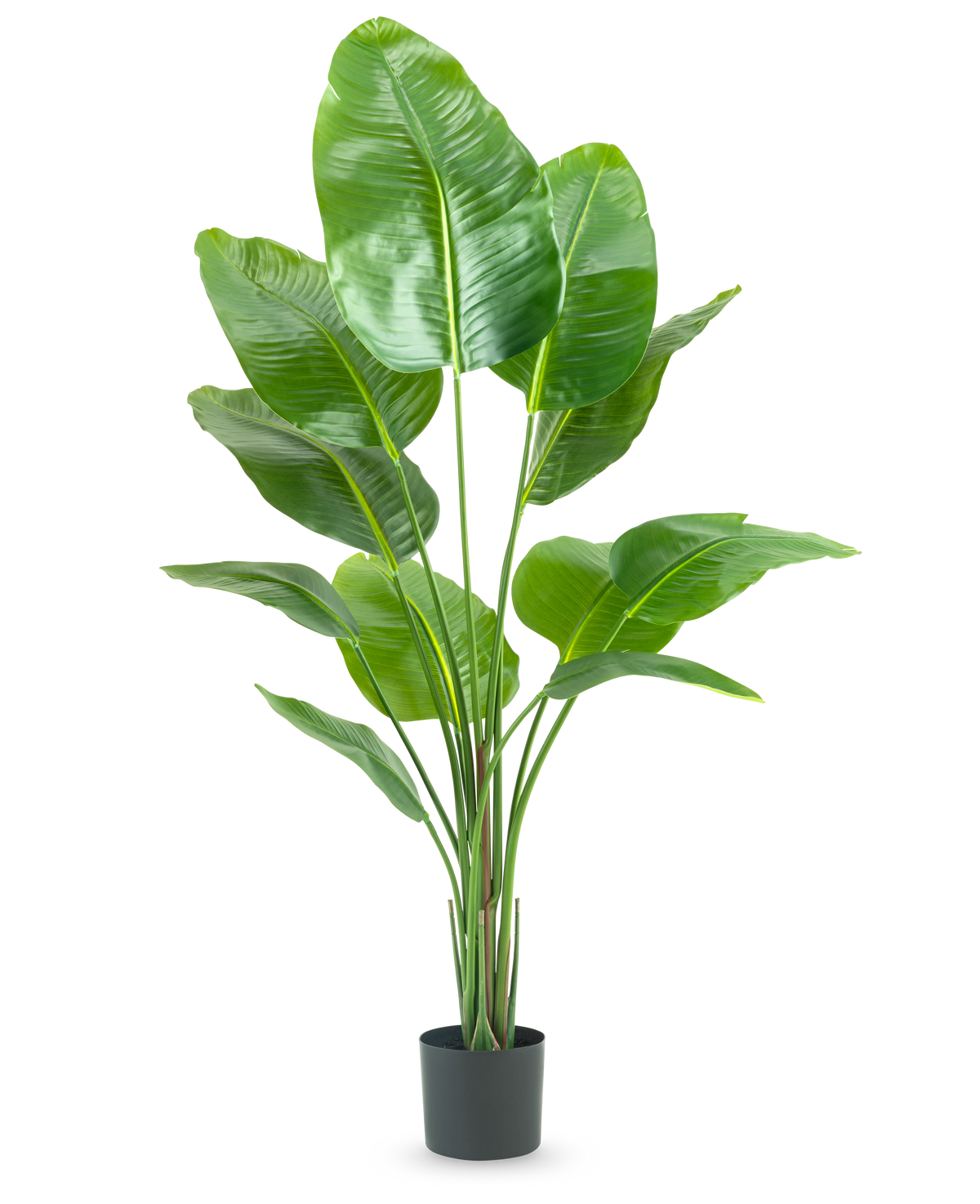 Die Kunstpflanze Strelitzia 150 cm real touch2 hat große, glänzend grüne Blätter mit einem realistischen „Paradiesvogel“-Aussehen und einem realistischen Finish, präsentiert vor einem schlichten weißen Hintergrund.