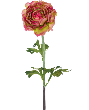 De Kunstbloem Ranonkel 51 cm roze/groen is een enkele kunst ranonkel met roze en groene bloemblaadjes, groene bladeren en een lange steel, tegen een witte achtergrond.