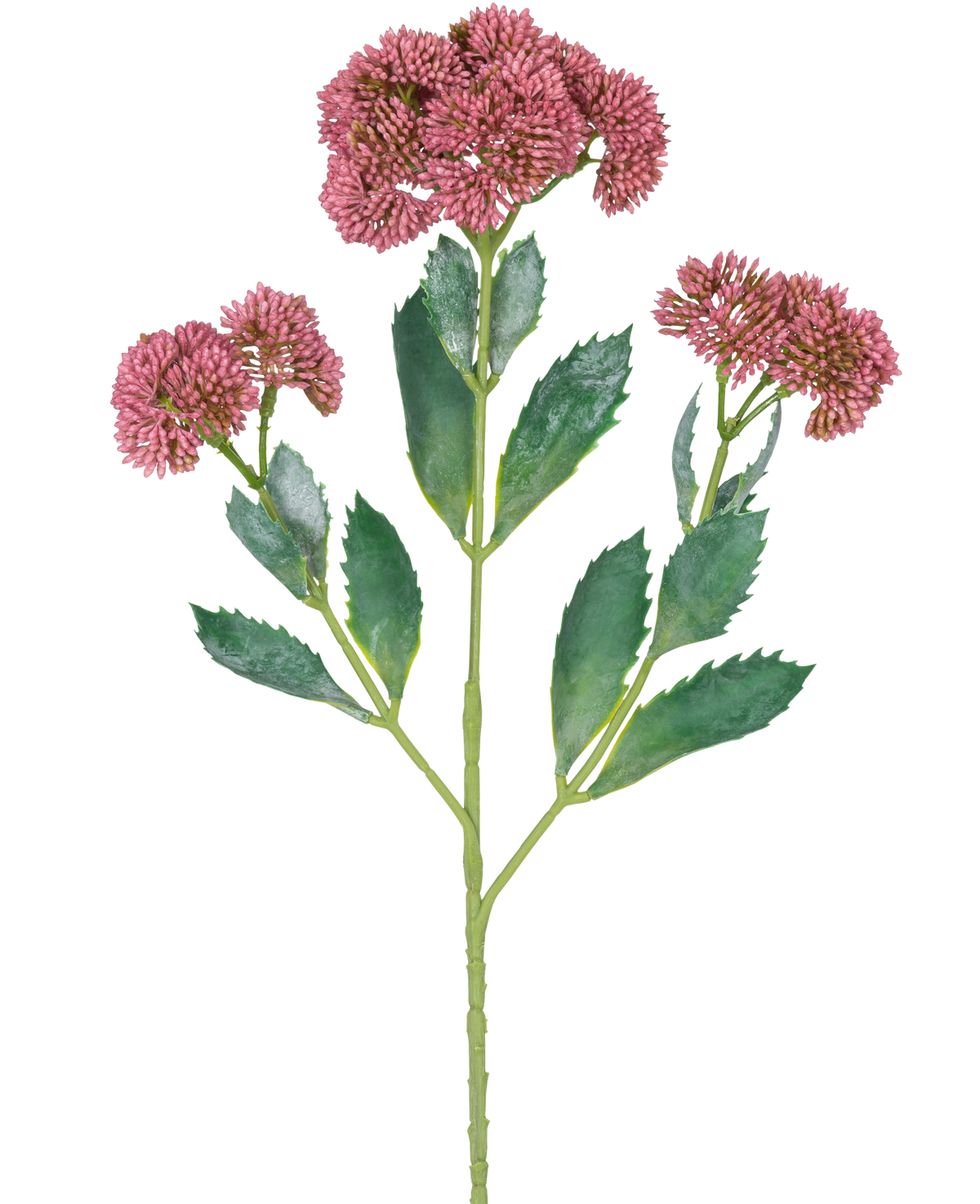 Eine digitale Illustration des künstlichen Zweigs Sedum 48 cm rot zeigt eine blühende Pflanze mit grünen Blättern und Büscheln kleiner, rosa-violetter Blüten an verzweigten Stielen vor einem weißen Hintergrund.