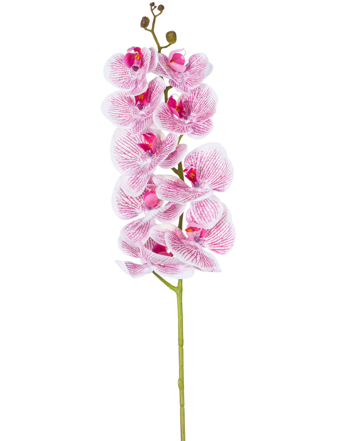 Die künstliche Orchidee Real Touch Deluxe 105 cm in Fuchsia/Weiß hat einen einzelnen Stiel mit mehreren Blüten und lebensechten rosa geäderten Blütenblättern, die einen auffälligen dekorativen Akzent auf einem schlichten weißen Hintergrund bilden.