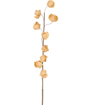 Een Kunstbloem Physalis Lampion 90 cm bruin met een enkele hoge steel en verschillende gedroogde, bruine, papierachtige bolsters verspreid over de lengte, tegen een effen witte achtergrond.