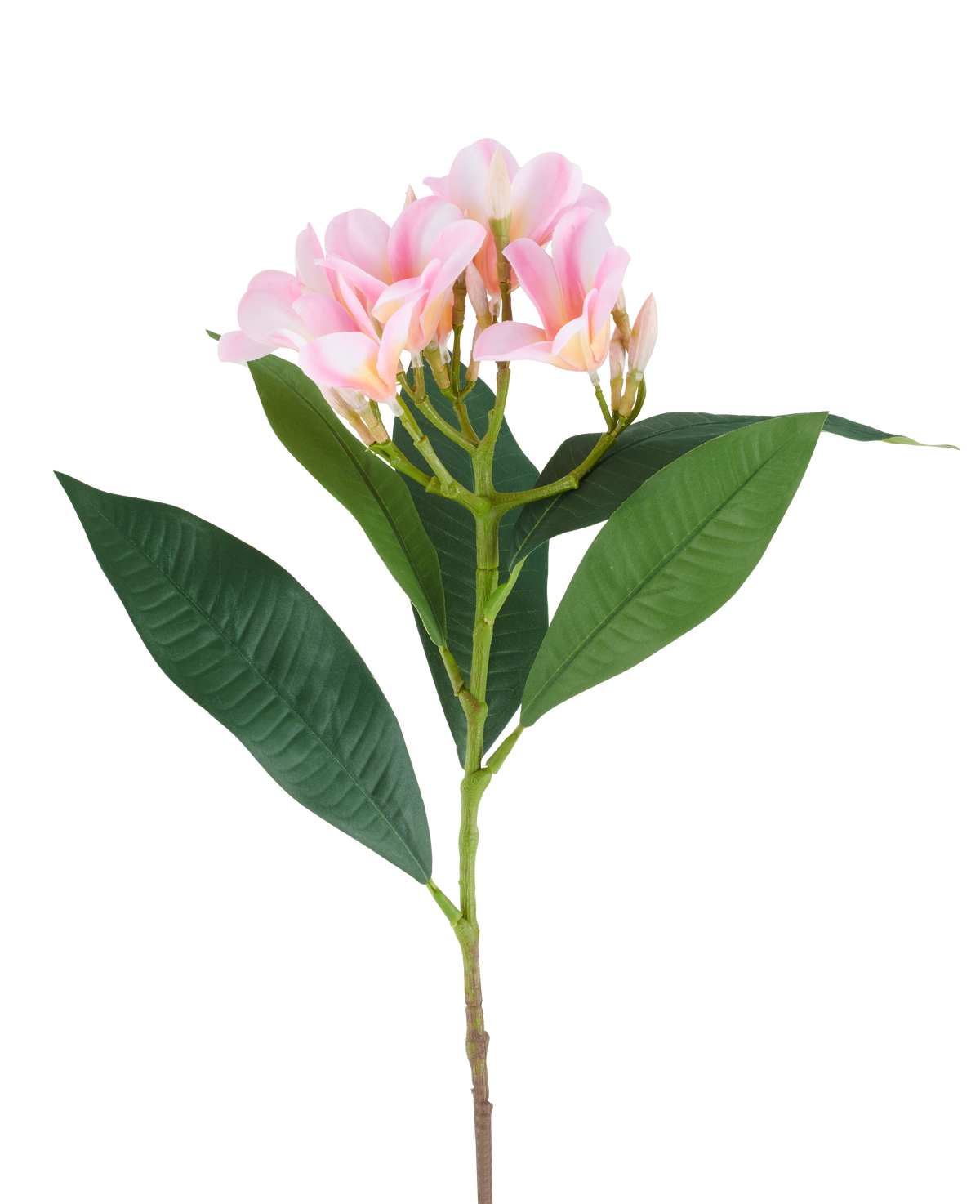 Eine 75 cm große künstliche Plumeria-Blume, rosa/cremefarben, mit einem Stiel, großen grünen Blättern und einem Büschel blassrosa Plumeria-Blüten an der Spitze, abgebildet vor einem weißen Hintergrund.