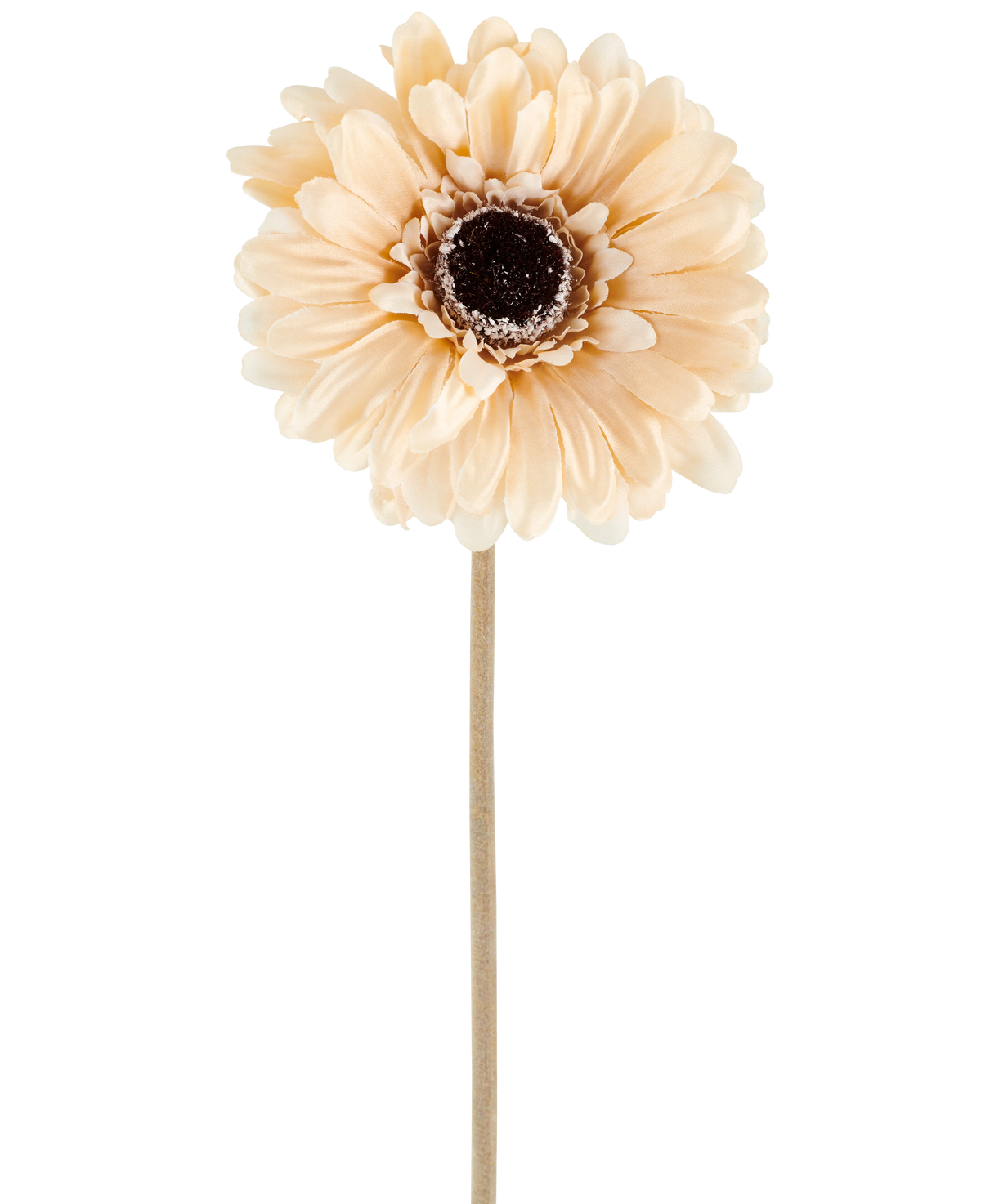 Die Kunstblume Gerbera 53 cm creme/braun besteht aus einer einzelnen hellen pfirsichfarbenen Kunstgerbera mit geschichteten Blütenblättern und einem dunkelbraunen Herzen auf einem langen, schlanken Stiel, dargestellt vor einem schlichten weißen Hintergrund.