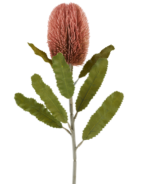 Ein einzelner Stiel der Kunstblume Banksia 65 cm altrosa hat eine große, rosafarbene, zylindrische Blüte und lange, gezackte grüne Blätter, die sich von einem weißen Hintergrund abheben.