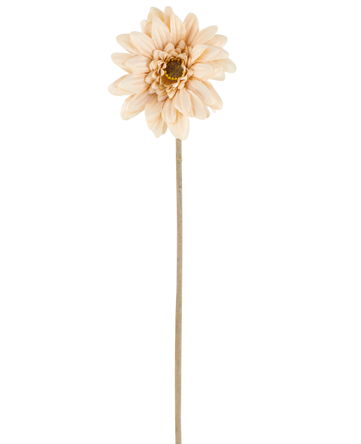 Eine einzelne künstliche Mini-Gerbera in Creme/Braun mit geschichteten Blütenblättern und einem langen, dünnen Stiel von 47 cm, zentriert vor einem weißen Hintergrund.