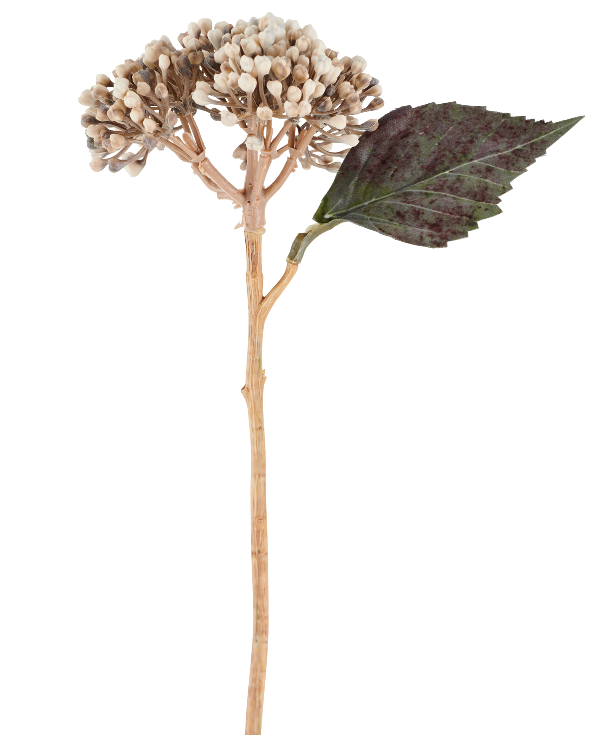 Eine künstliche Blume: getrocknete Hortensie von 38 cm in Creme/Braun, mit beigen Knospenbüscheln und einem dunkelgrünen, gezackten Blatt vor weißem Hintergrund.