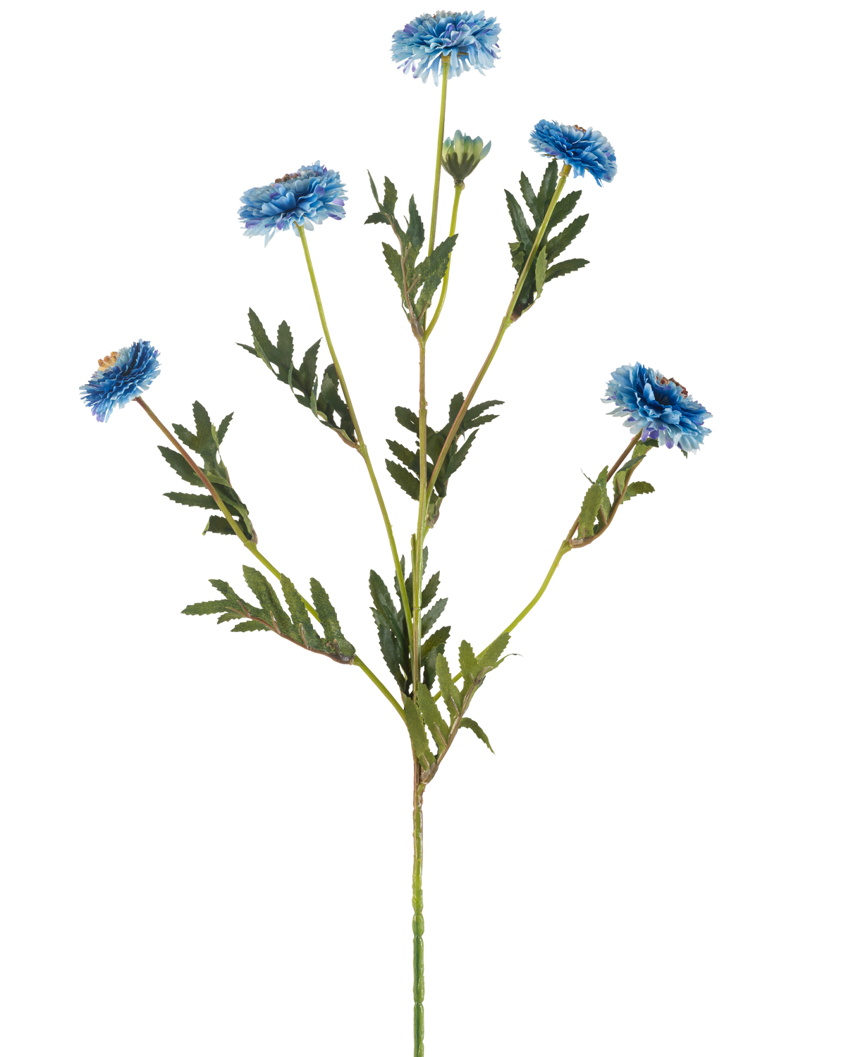Die künstliche Blumen-Pompon-Chrysantheme 69 cm blau hat einen einzelnen grünen Stiel mit mehreren Zweigen, sechs blaue Kunstblumen mit gelben Herzen und schmalen grünen Blättern, alles auf weißem Hintergrund.