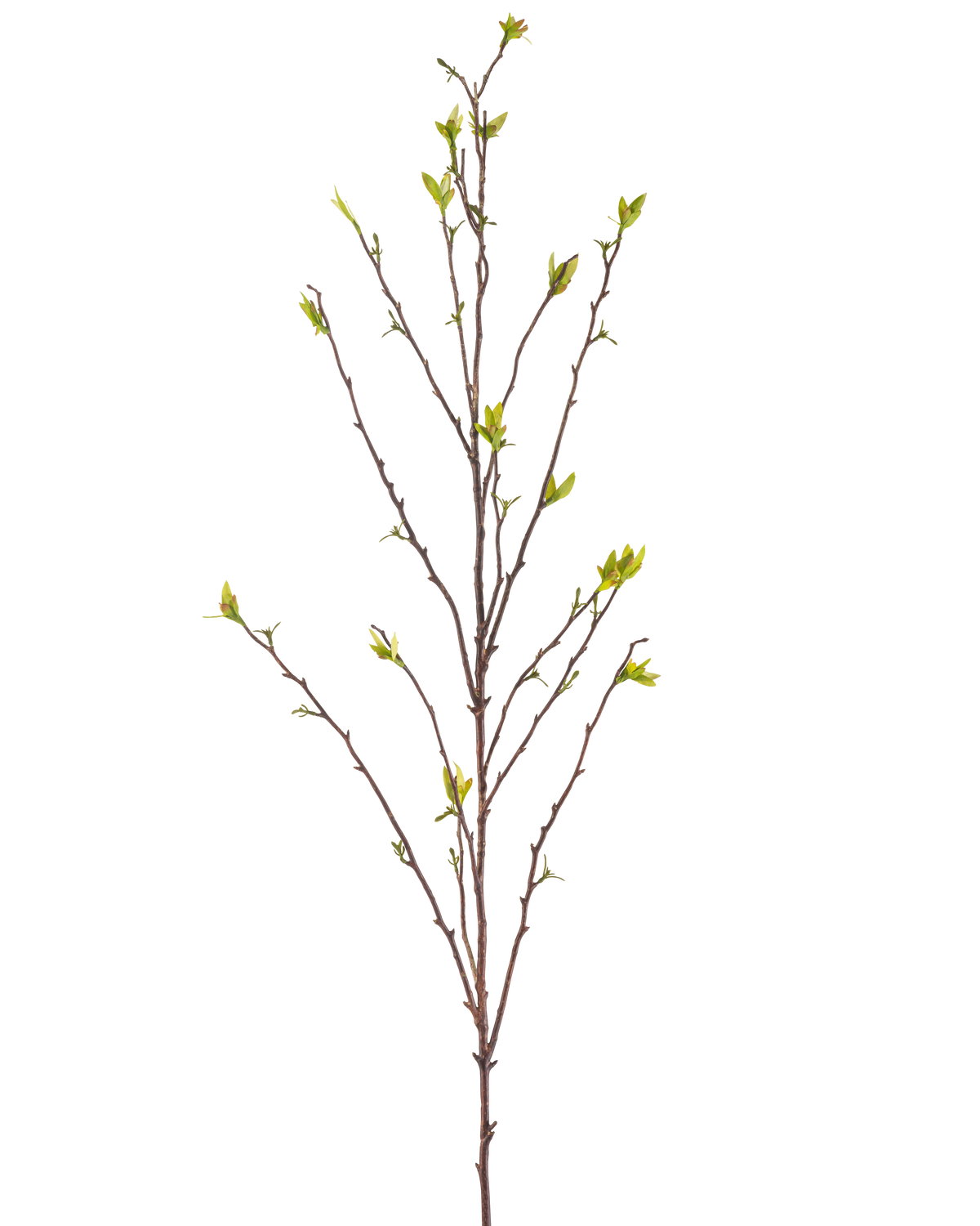 Der künstliche Zweig Winterzoet 107 cm grün besteht aus einem einzelnen kahlen Zweig mit dünnen Zweigen und kleinen grünen Blättern an den Enden vor einem schlichten weißen Hintergrund.