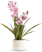 De Kunst Cymbidium Real Touch 60 cm roze heeft lange groene bladeren en meerdere roze en witte orchideeën op lange stelen, gerangschikt in een eenvoudige off-white pot met textuur tegen een effen achtergrond.