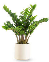 De Kunstplant Zamioculcas kant en klaar in beige pot 80 cm heeft dikke, glanzend groene bladeren die rechtop groeien, gepresenteerd in een stijlvolle beige pot tegen een effen witte achtergrond.