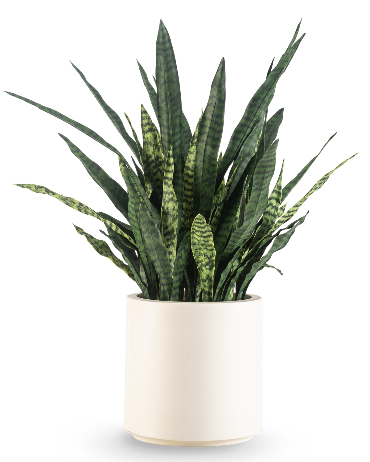 Eine künstliche Sansevieria Zeylanica, 43 cm hoch, mit langen, bunten Blättern, wird in einem beigen Topf geliefert und ist vor einem schlichten weißen Hintergrund abgebildet.