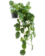 De Kunst Hangende goudrank Deluxe in pot 80 cm UV heeft glanzende, hartvormige groene bladeren die elegant vanuit een zwarte pot naar beneden lopen, tegen een witte achtergrond.