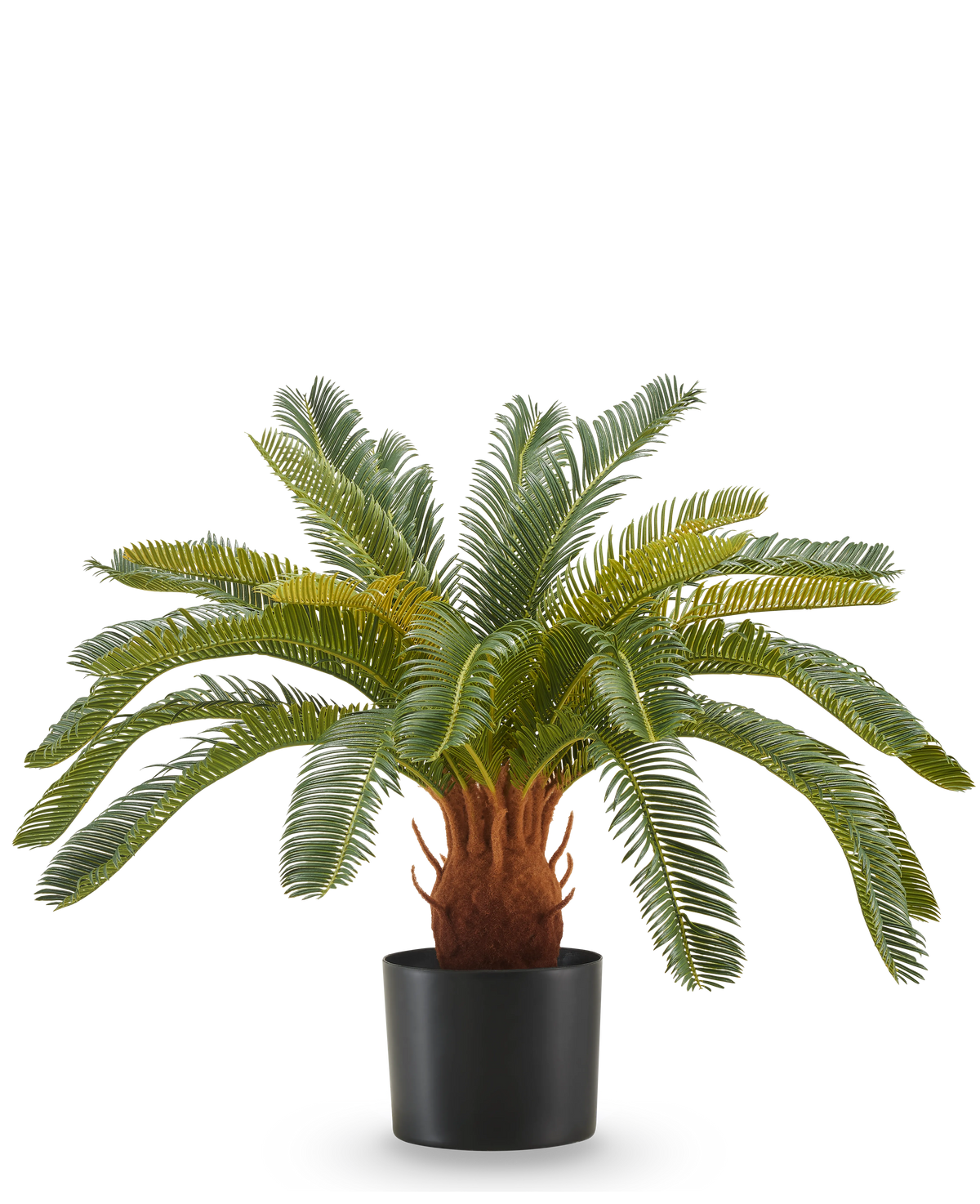 Die Kunstpflanze Cycas UV 60 cm hat lange, gebogene grüne Blätter und einen dicken, braunen Stiel mit Textur in einem schwarzen Topf vor einem weißen Hintergrund.