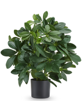 Kunstpflanze Baby Schefflera 45 cm, feuerhemmend, mit glänzend grünen Blättern im schwarzen Topf.