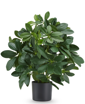 Kunstpflanze Baby Schefflera 45 cm, feuerhemmend, mit glänzend grünen Blättern im schwarzen Topf.