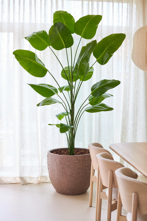 Die Kunstpflanze Strelitzia 240 cm real touch steht mit ihren großen grünen Blättern in einem Topf neben einem Esstisch und Stühlen aus hellem Holz, vor einem Hintergrund aus durchscheinenden weißen Vorhängen in einem hellen, modernen Raum.