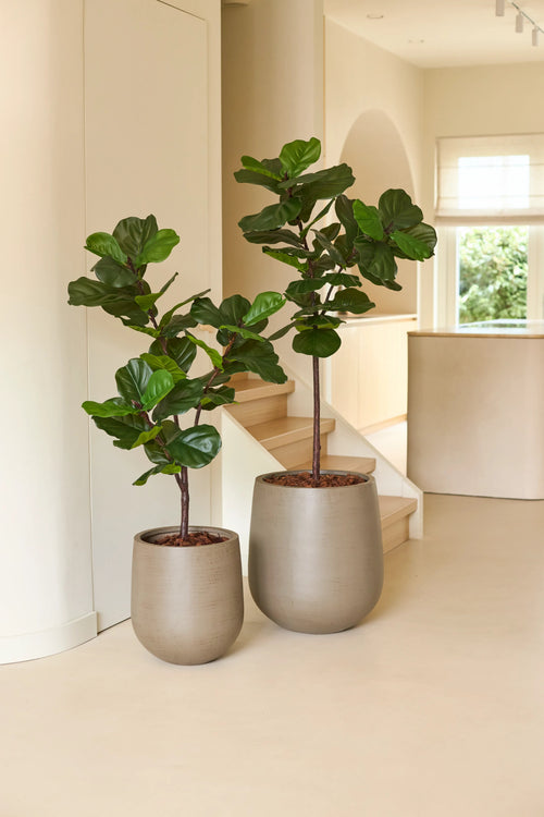 Zwei Geigenblattfeigen, darunter eine lebensechte künstliche Ficus-Tabakpflanze Deluxe von 155 cm in beigen Töpfen, stehen auf einem hellen Boden in der Nähe einer Treppe in einem hellen, modernen Innenraum, in den natürliches Licht durch ein Fenster einfällt.
