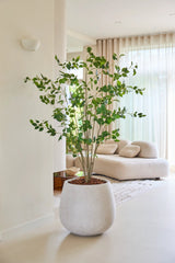 Die 180 cm große künstliche Ficus-Pflanze mit ihren üppig grünen Blättern steht stolz auf einem hellen Boden in einem modernen, hellen Wohnzimmer mit einem weißen Sofa, einem weichen Teppich und durchscheinenden Vorhängen, die natürliches Licht hereinlassen.