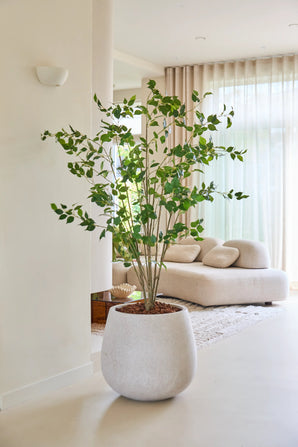 De Kunstplant Ficus van 180 cm, met zijn weelderige groene bladeren, staat trots op een lichte vloer in een moderne, lichte woonkamer met een witte bank, een zacht vloerkleed en doorschijnende gordijnen die natuurlijk licht binnenlaten.